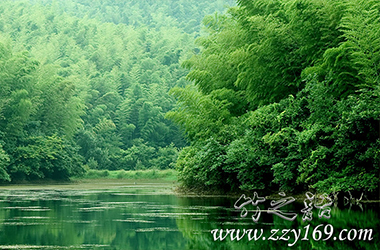 領(lǐng)悟竹之語丨咬定青山不放松，立根原在破巖中